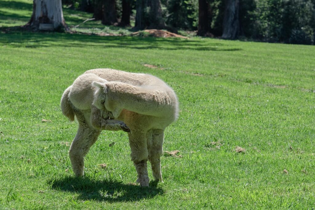 cat scratch itch health problem