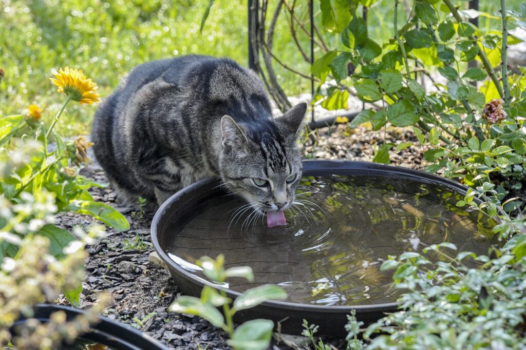 cat drinking water bowl health