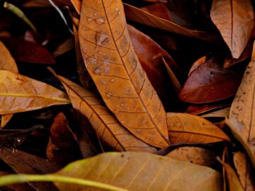 cat food wet dry compare