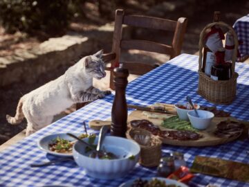 cat food best ranking