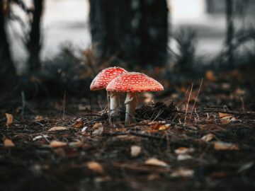 cat warning food toxic danger