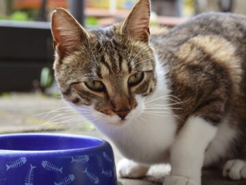 cat eating food bowl cute