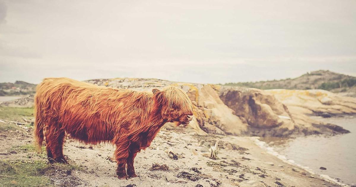 グレインフリーキャットフードの成分を比較するイメージ